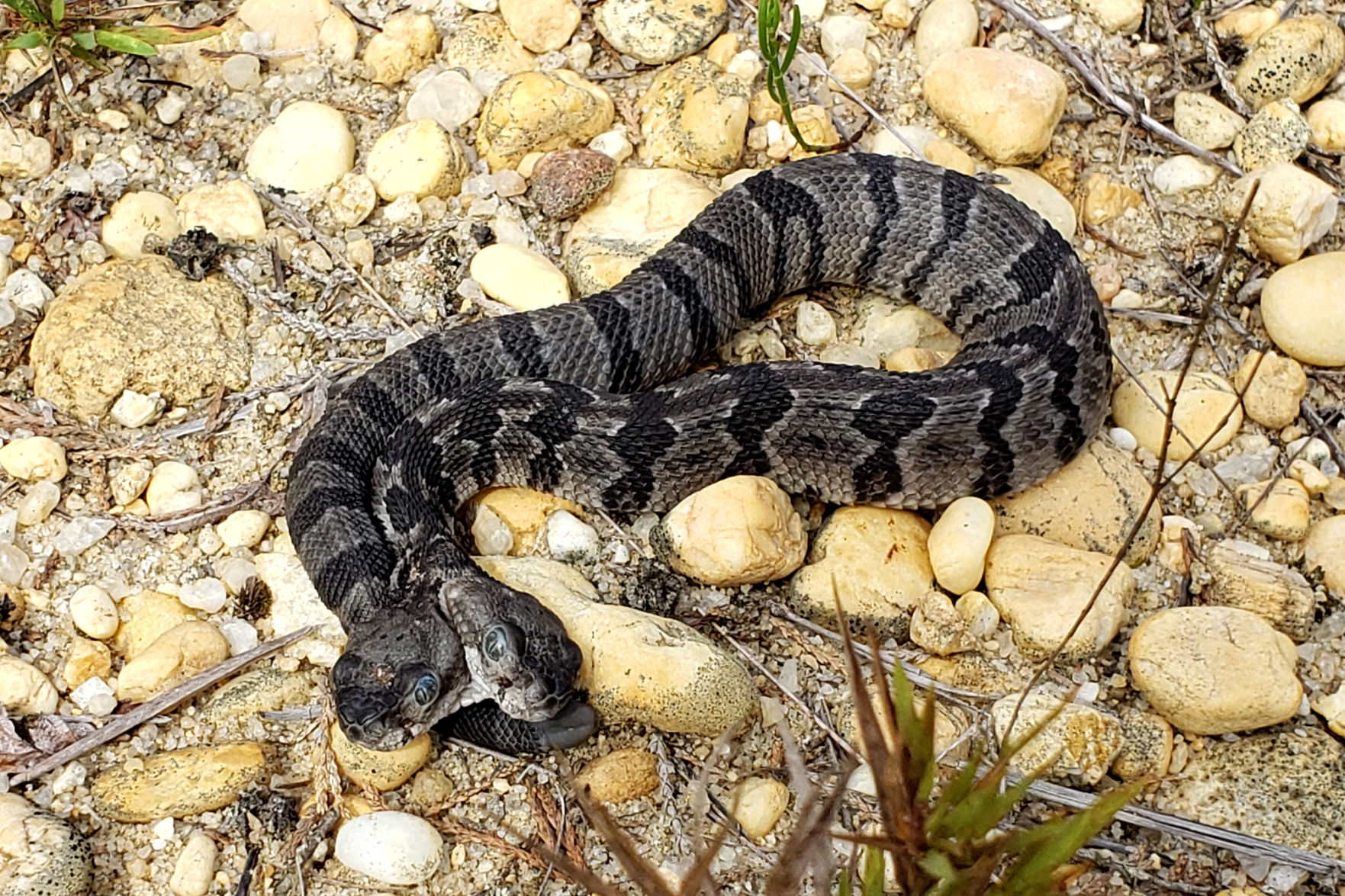 Two Headed Rattlesnake